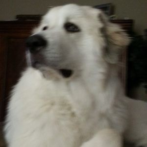 Meet your Posher, Dora